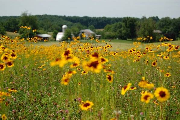 Flower view