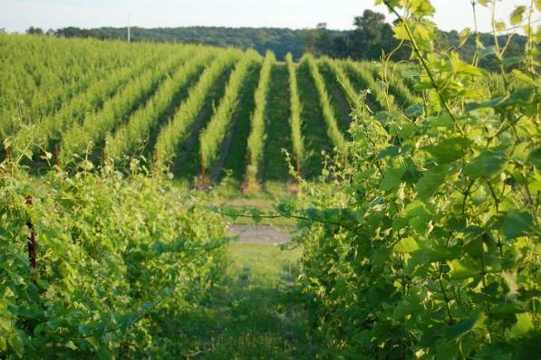 Black Ankle Vineyards