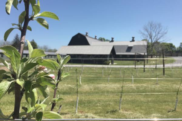 Maturing Apple Orchard