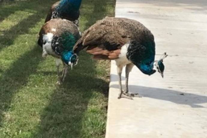 Venue peacocks