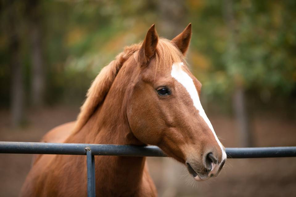 Jackson one of our rescues