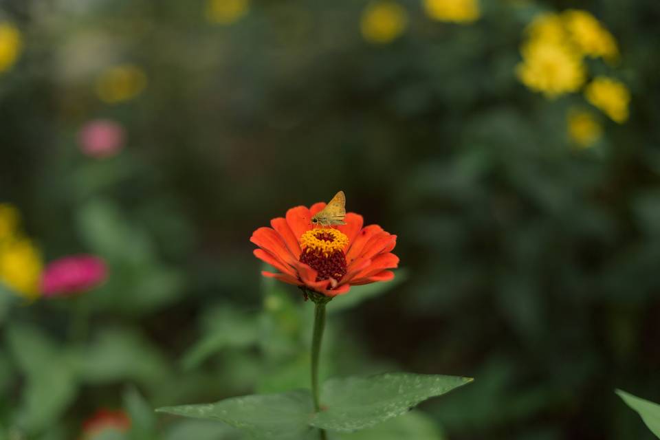 Flower