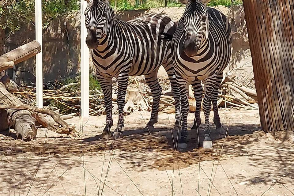 El Paso Zoo