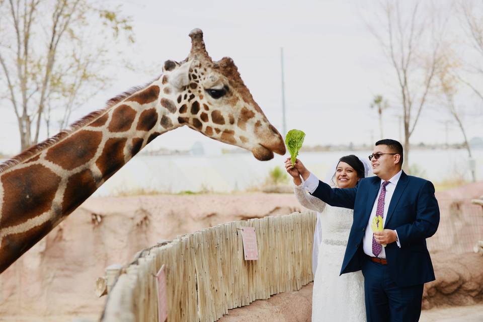 Giraffe Feeding