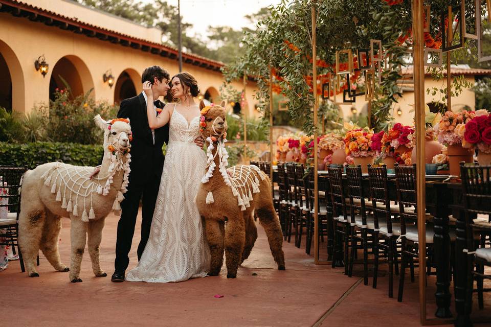 Wedding alpacas