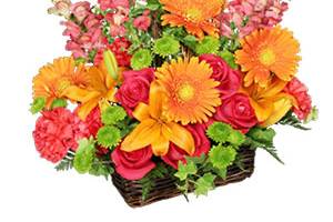 Desert Rose Floral