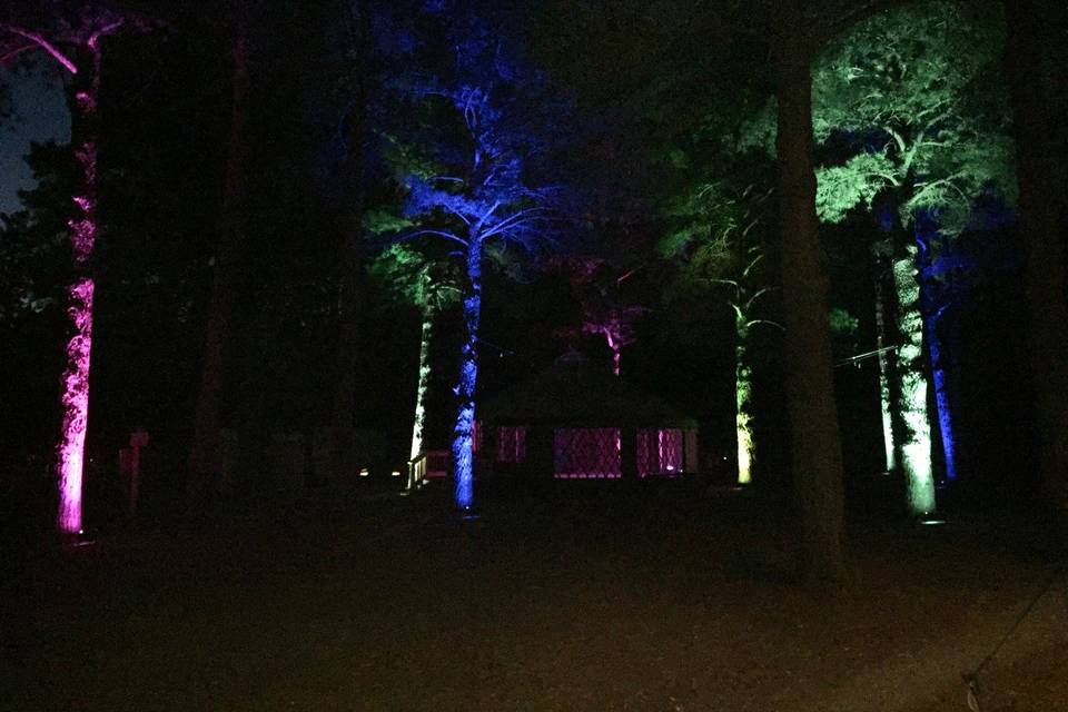 Enchanted Forrest Up-lighting