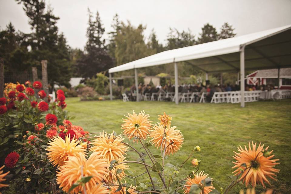 Pacific Party Canopies