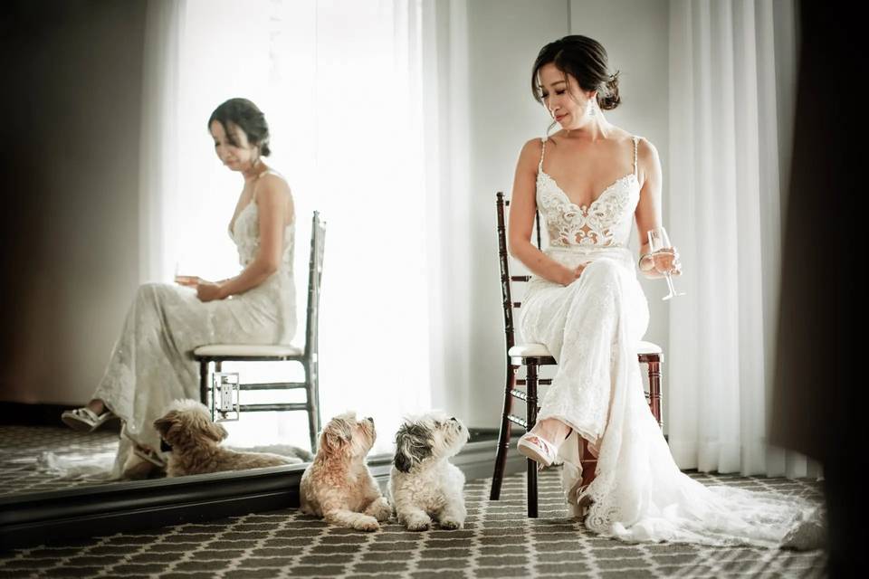 Dogs and bride