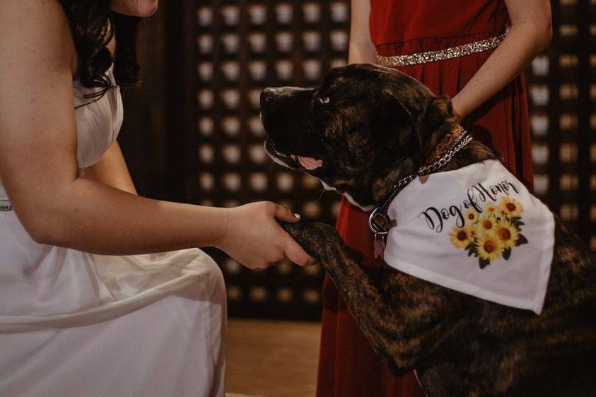 Dog of honor