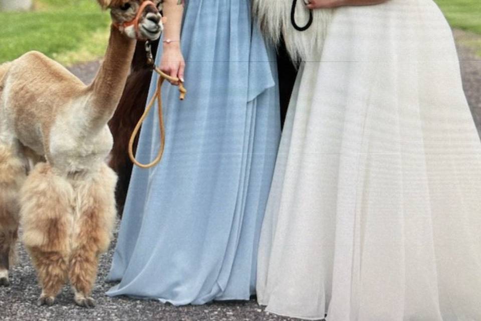Bride shot with llama