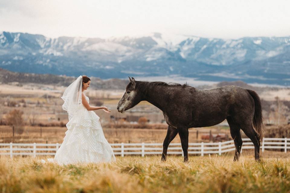 Bride in Pasture