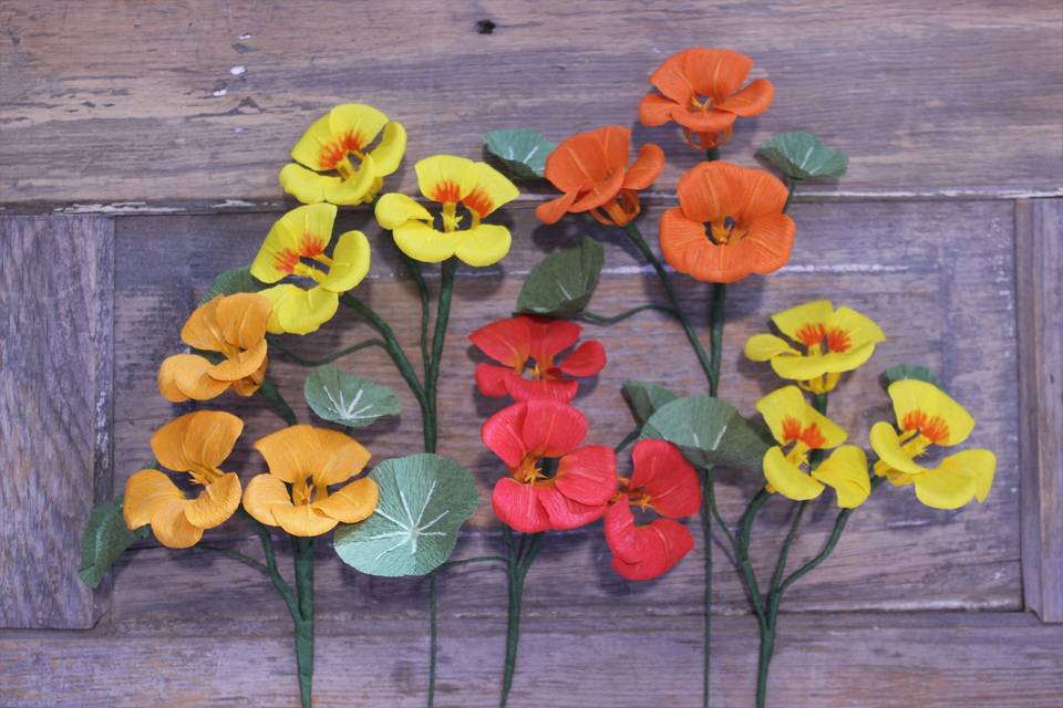 Nasturtium flowers