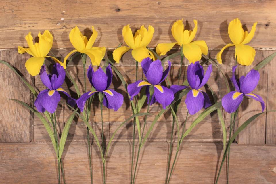 Yellow and purple iris stems