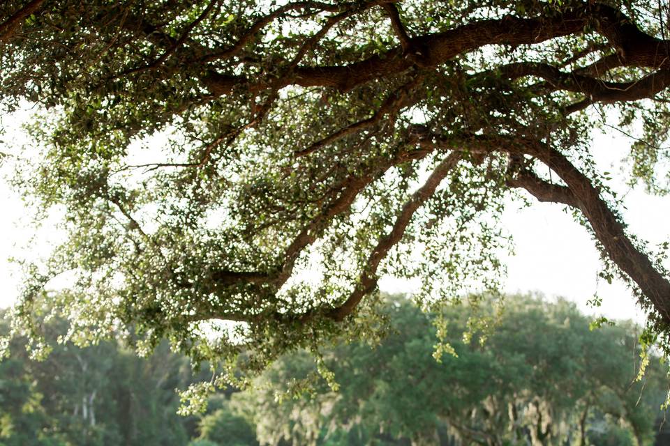 The Golf Club of Amelia Island