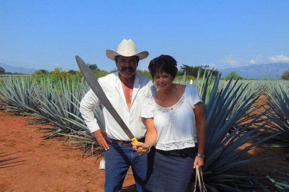 Agava Plant, Tequila Mexico.  Jose Cuevo