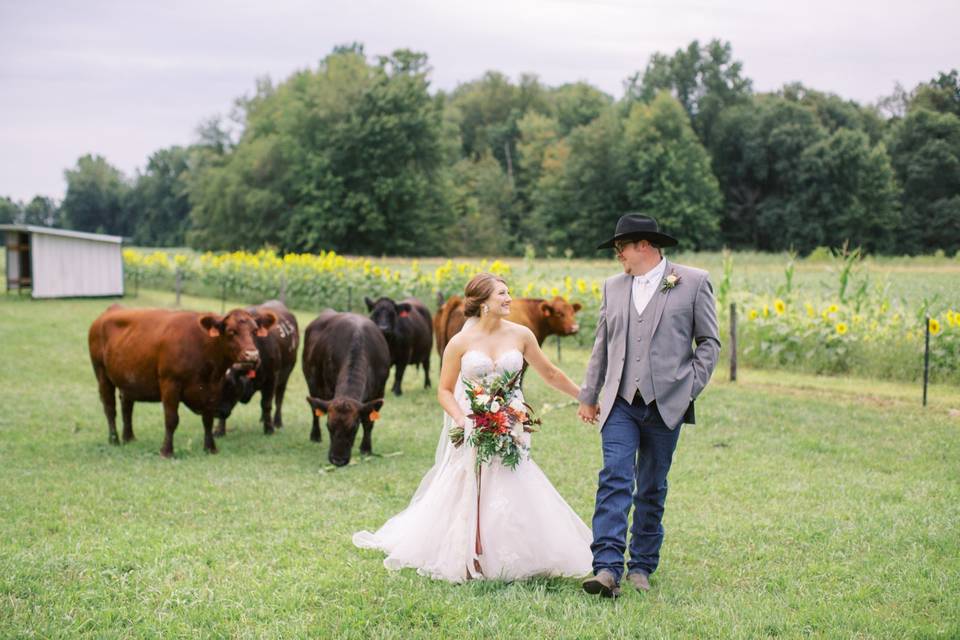 A farmyard stroll