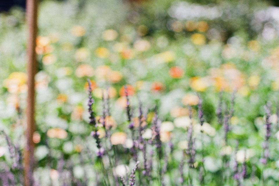 Lavender