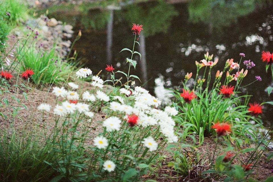 Pond