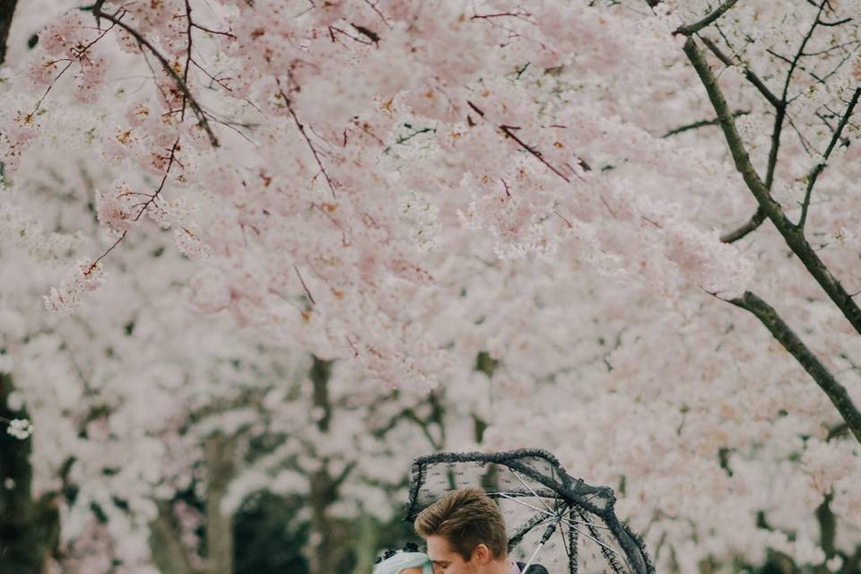 Cherry blossoms in D.C.