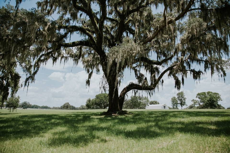 Ceremony Tree