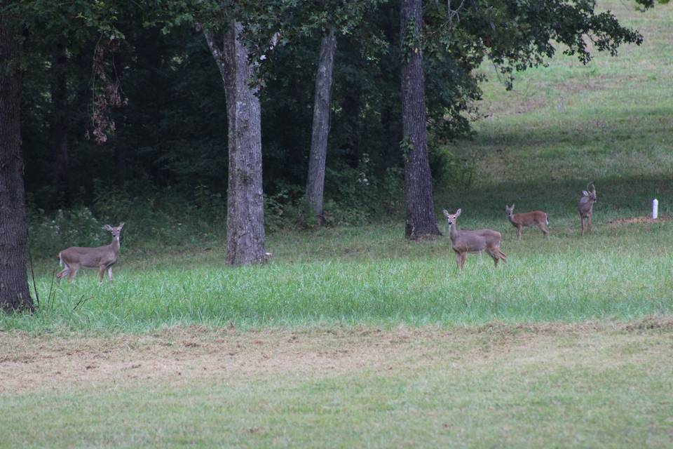 Tennessee Memories Wildlife