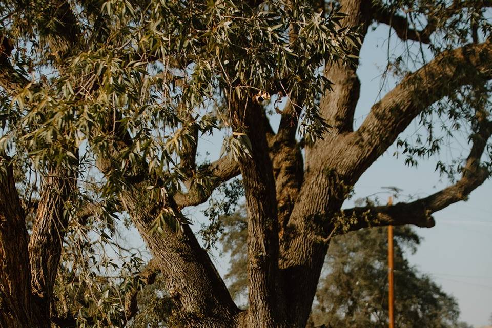 Outdoor ranch wedding