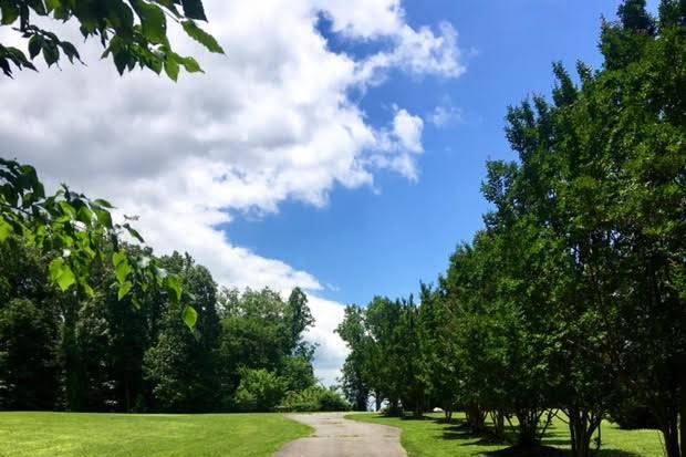 Road and trees