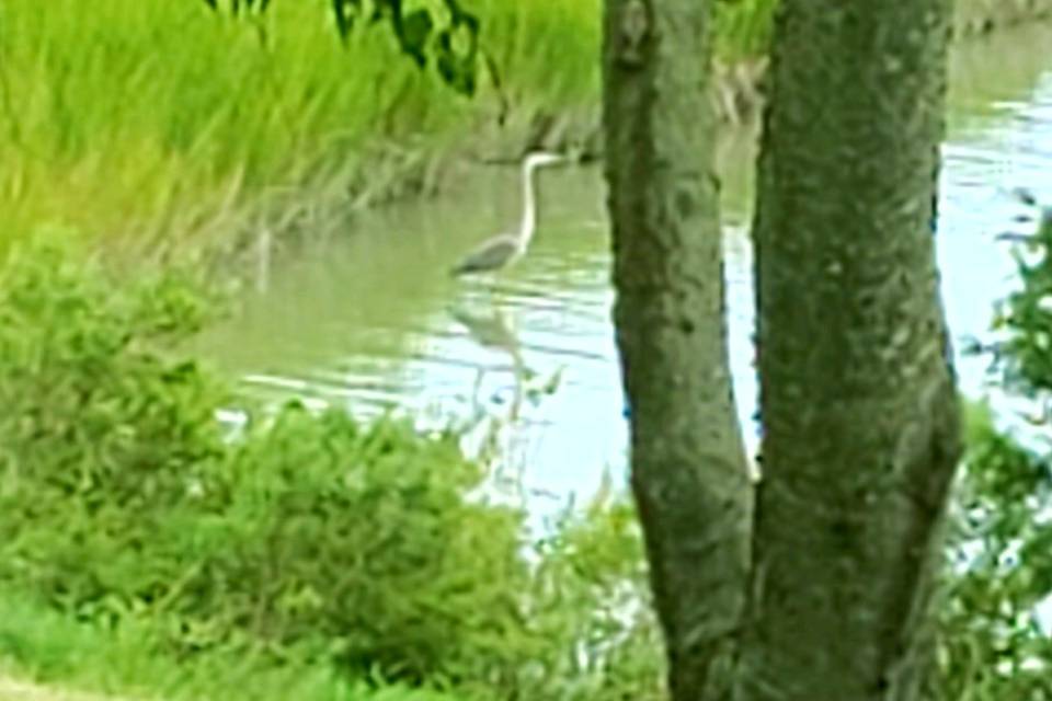 One of our Blue Heron's