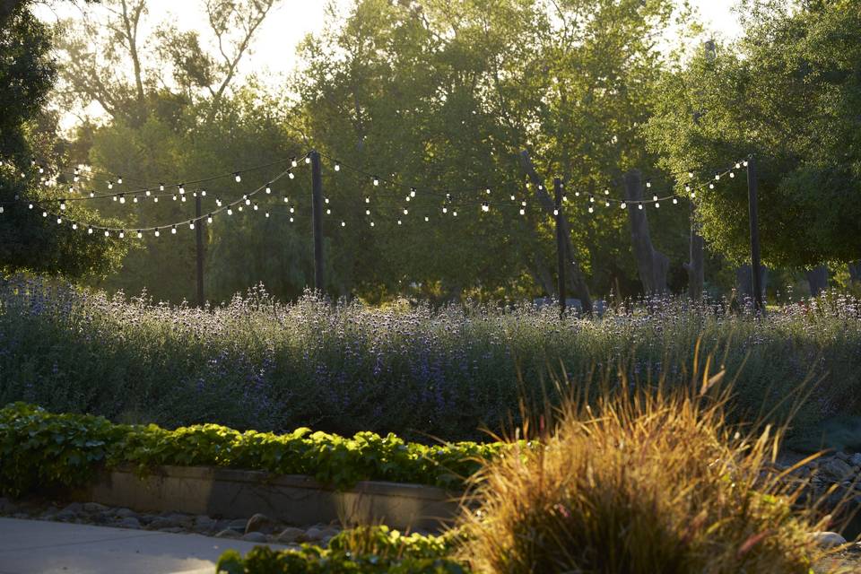 Amphitheater - Outdoor Space