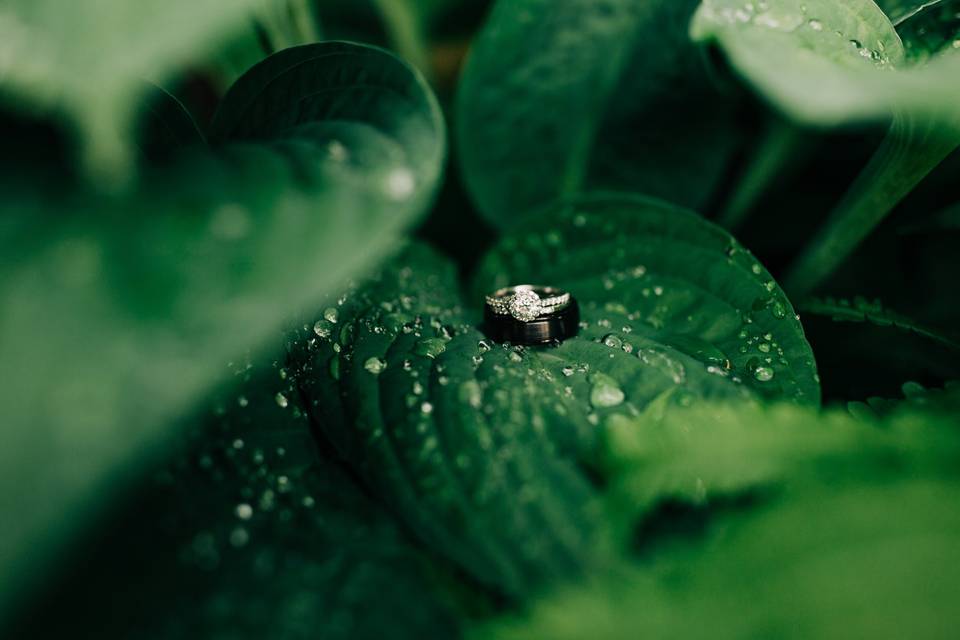 Wedding rings on a leaf