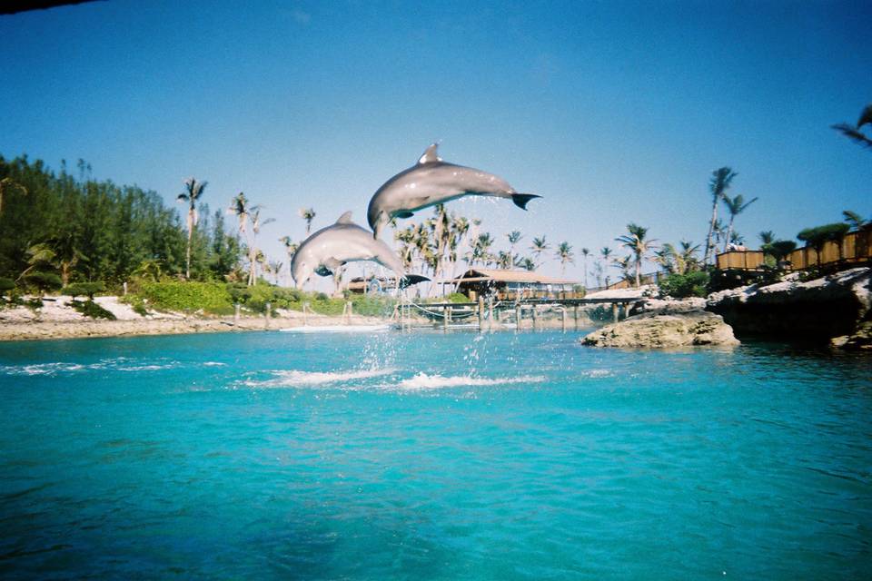 My Dream Vacation Travel (TPI)
