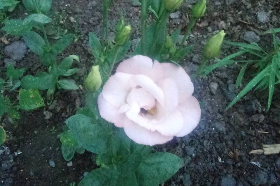 Lisianthus flower plant