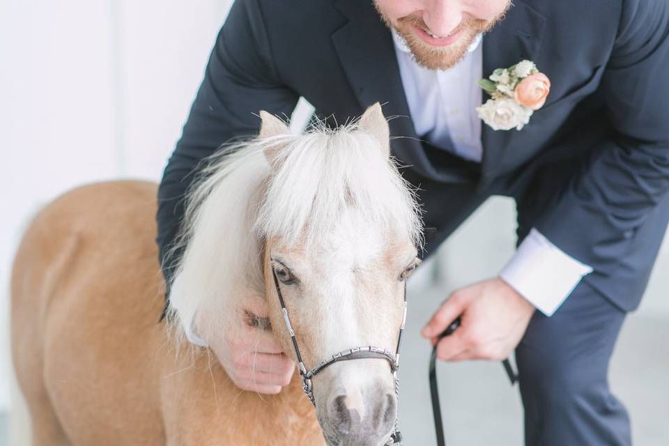 Wedding Pony