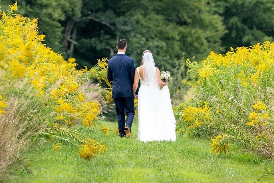 Solidago field