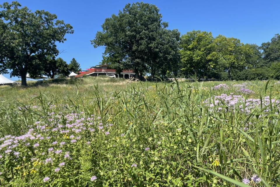 Blooming Prairie (July)