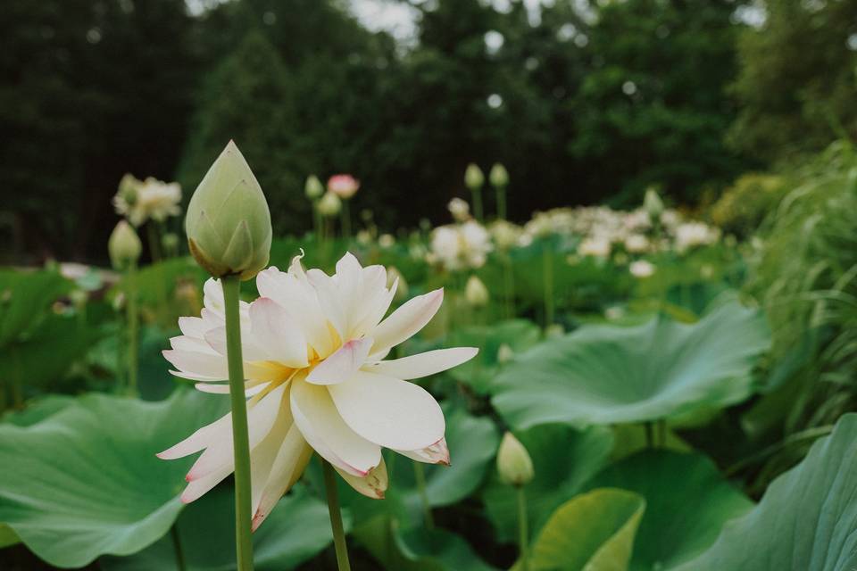 Flower details