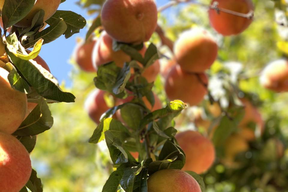 Peach season- Salinas