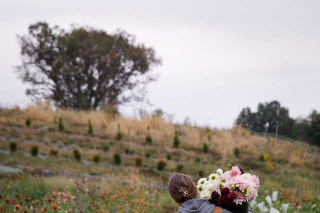 Dahlias