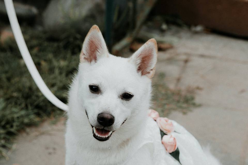 Furry ringbearer