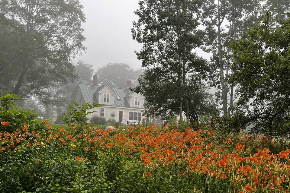 Fog over the yard