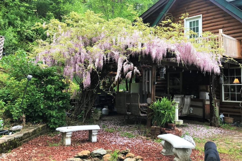 Wisteria in bloom