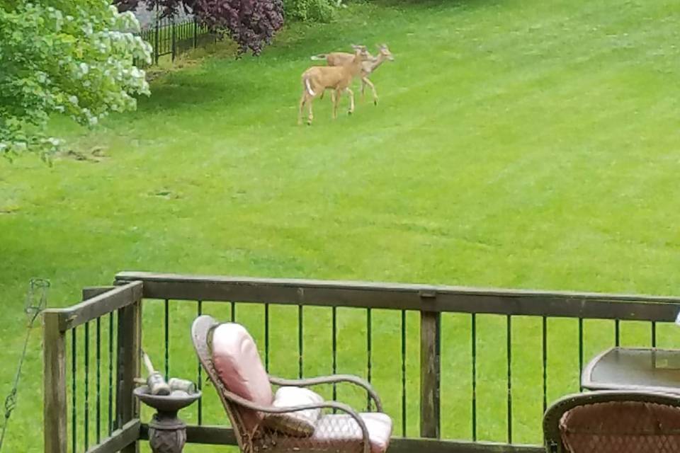 Deer on the front lawn