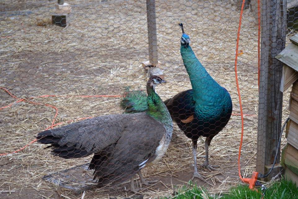 Peacocks