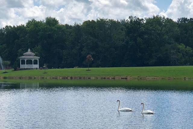 Serene pond