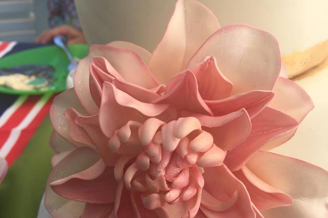 Pink dahlia