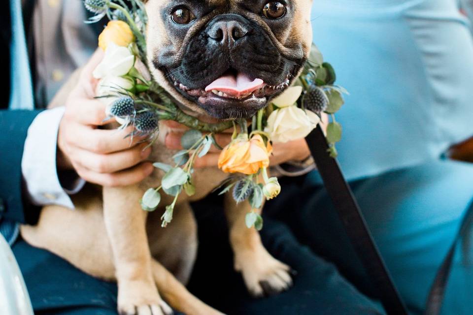 Wedding dog