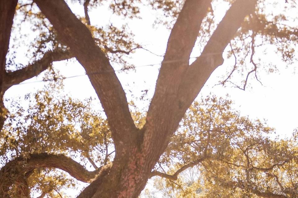 Under the oaks