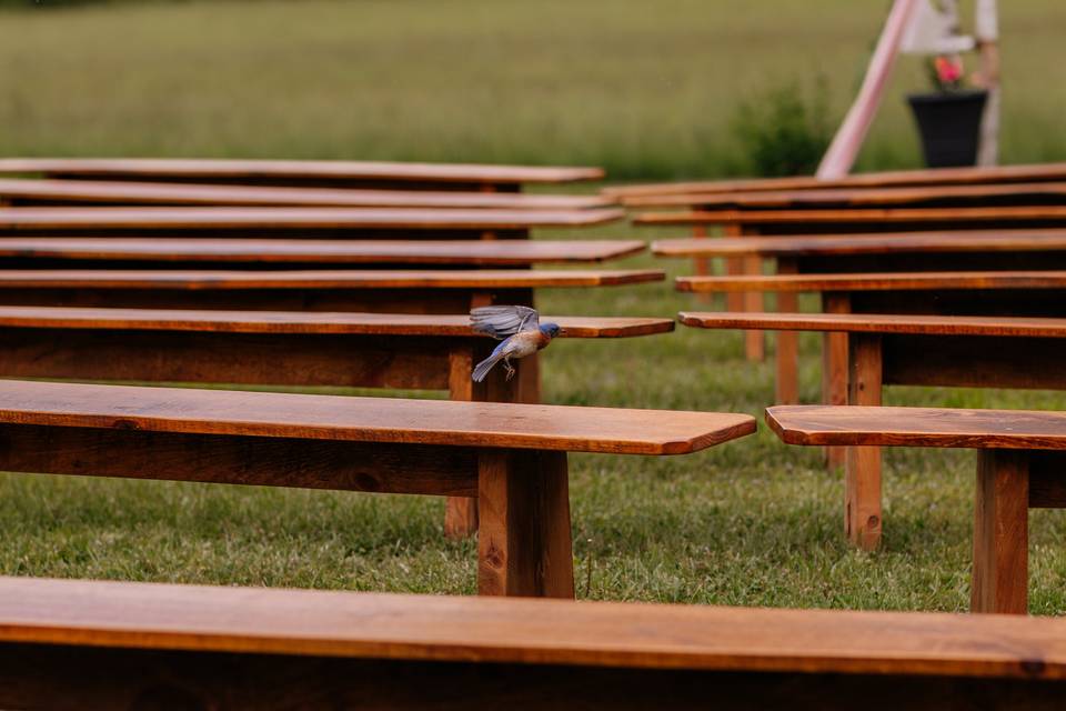 Bluebird visits ceremony site.