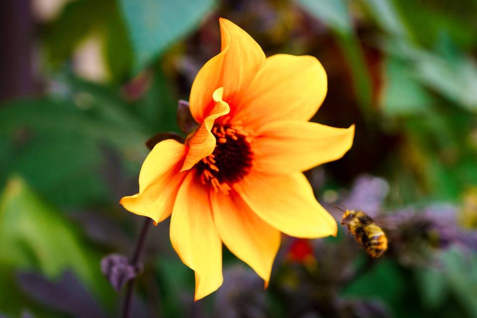 Beautiful Flower